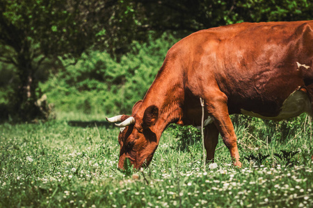 可爱的 牛奶 哺乳动物 小牛 夏天 放牧 牧场 牛肉 动物