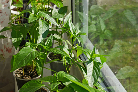 生长 农业 自然 洒水器 栽培 蔬菜 小屋 植物 照顾 幼苗