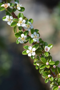 品种 花园 自然 分支 植物 粉红色 植物学 山茱萸