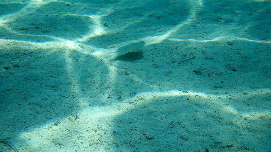 潜水 浮潜 水下 地中海