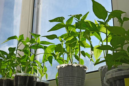 小屋 植物 种子 新的 花园 发芽 逃跑 生长 栽培 园艺