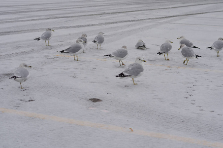 生活 旅游业 海滩 动物 纽约市 羽毛 海鸥 海鸟 季节