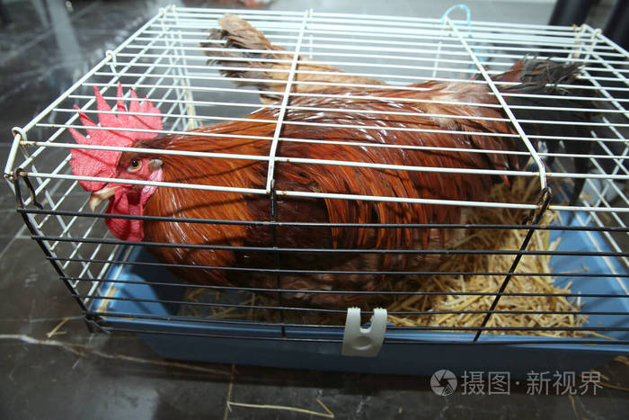 公鸡特写公鸡嘟嘟嘟不是自由放养鸟的公鸡被关在笼子里选择性聚焦有机