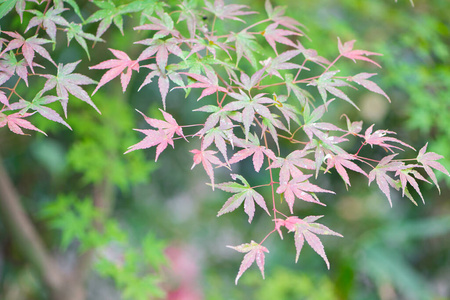 颜色 土地 森林 纹理 落下 植物区系 自然 要素 公园