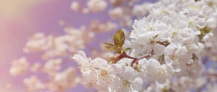 花的 软的 樱花 花园 自然 颜色 美丽的 分支 四月 盛开