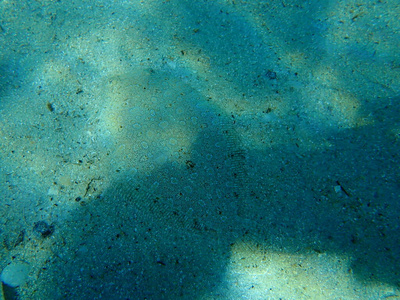 浮潜 水下 潜水 地中海