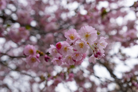 花瓣 樱花 日本 美丽的 盛开 粉红色 春天 樱桃 花园