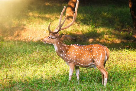印度拉贾斯坦邦兰坦伯尔国家公园里美丽的雄性赤鹿或梅花鹿