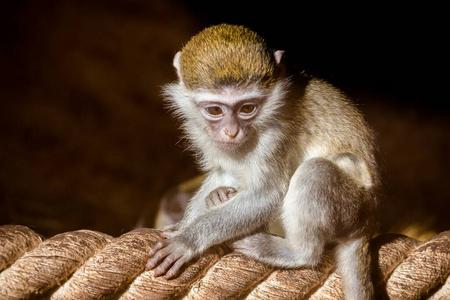 自然 松鼠 攀登 哺乳动物 黑猩猩 毛皮 猴子 好奇心 灵长类动物