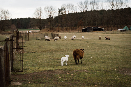 农场上的母羊和羔羊，在多云的天气里，外面的草地上
