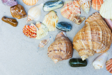 颜色 海洋 假期 贝壳 收集 蜗牛 贝类 边境 海滨 夏天