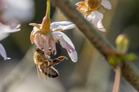 养蜂场 养蜂 自然 开花 蜜蜂 插图 甜的 蜂蜡 动物 颜色