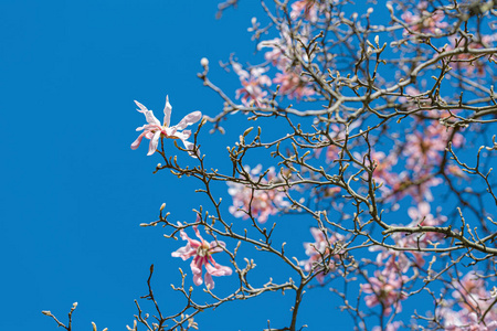 春天公园里粉红色的玉兰花。美丽明亮的木兰花背景。柔弱焦点之花盛开