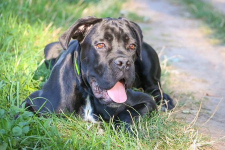 宠物 繁殖 哺乳动物 斗牛犬 动物 夏天 阳光 犬科动物