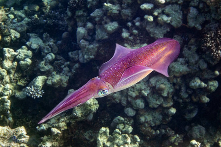 海洋 水族馆 野生动物 生活 自然 暗礁 黑暗 章鱼 深的