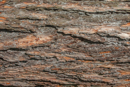 森林 公园 树干 自然 环境 苔藓 皮肤 纹理 特写镜头