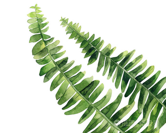 蕨类植物茎.很好的设计,创造,问候,卡片,邀请.可爱的植物细节.