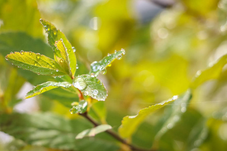 自然 完美 特写镜头 露水 草地 雨滴 要素 纯洁 生长