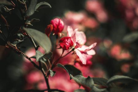 盛开 美女 特写镜头 粉红色 分支 开花 花的 花园 春天