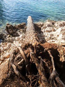 美丽的 海岸线 海滩 海景 自然 海湾 树干 悬崖 假期