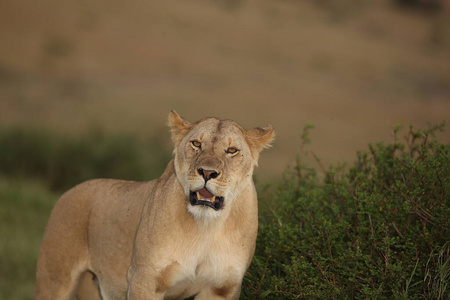 食肉动物 捕食者 风景 自然 权力 母狮 休息 猫科动物