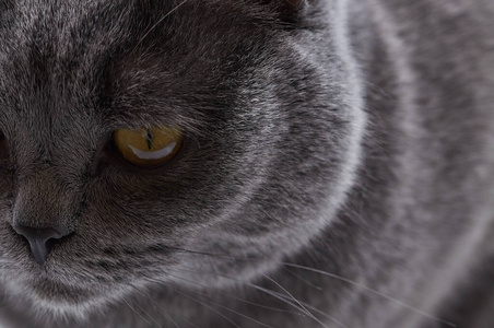 猫科动物 动物 面对 宠物 眼睛 可爱极了 特写镜头 自然