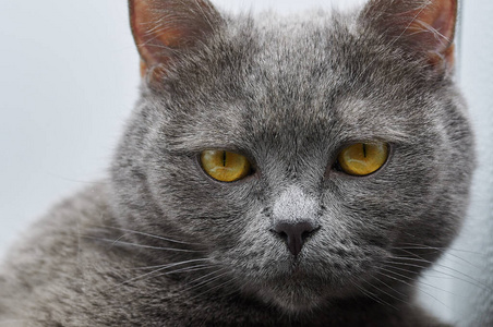 宠物 猫科动物 毛茸茸的 美丽的 特写镜头 繁殖 毛皮 眼睛