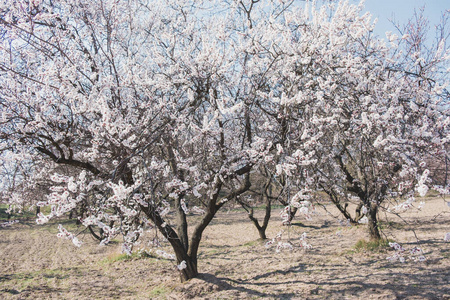 植物区系 四月 季节 粉红色 春天 生活 园艺 果园 植物学