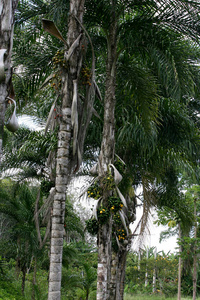 农业 食物 普通话 雨林 收获 水果 风景 自然 棕榈 运输