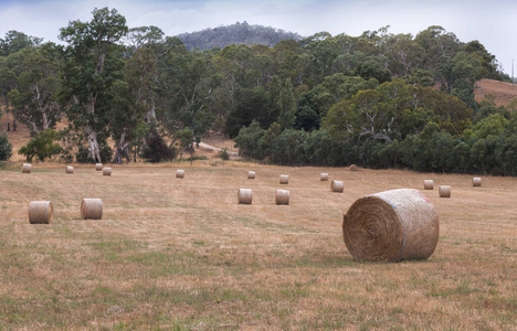 澳大利亚阿德莱德草地上的草捆图片