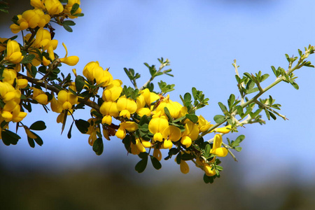 花园 季节 灌木 春天 花瓣 树叶 自然 扫帚 太阳 森林