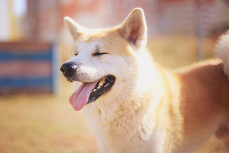 犬科动物 自然 猎犬 草坪 公园 可爱极了 友谊 宠物 日本人