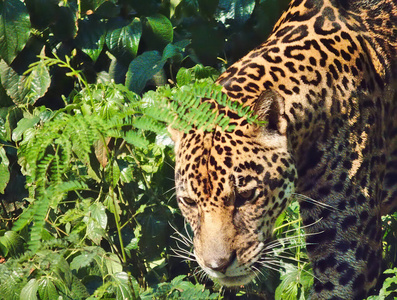 猫科动物 动物 哺乳动物 野生动物 危险的 豹子 黑豹 丛林