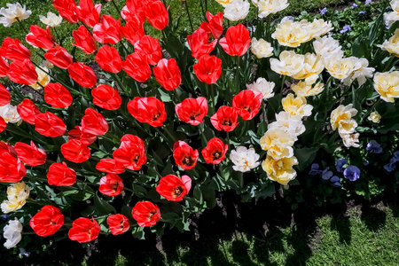 植物学 植物区系 花瓣 生日 花坛 植物 农场 美丽的 风景