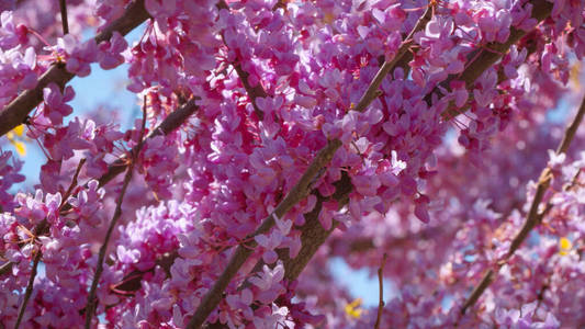 华盛顿亚洲樱花盛开旅游摄影