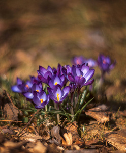春天 紫色 报春花 花瓣 花的 特写镜头 美丽的 灌木 丁香花