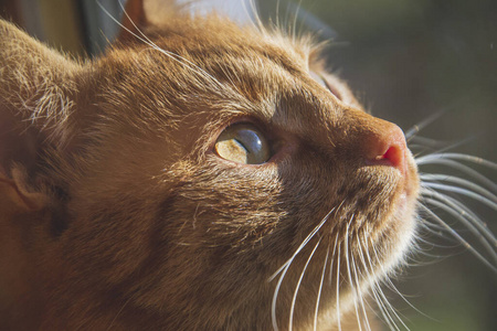 胡须 毛茸茸的 斑猫 鼻子 毛皮 漂亮的 面对 络腮胡子