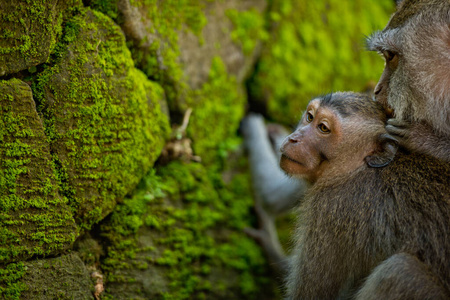 面对 猕猴 公园 巴厘岛 有趣的 印度尼西亚 野生动物 肖像