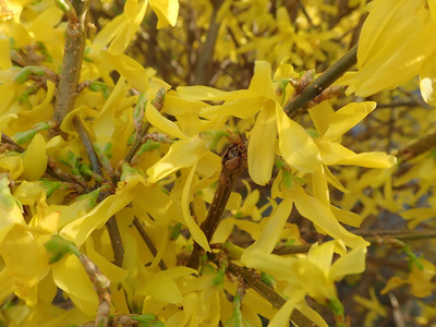 的文本堆的水果圣约翰斯麦汁连翘连翘特写连翘花关闭黄素梅三叶草树的