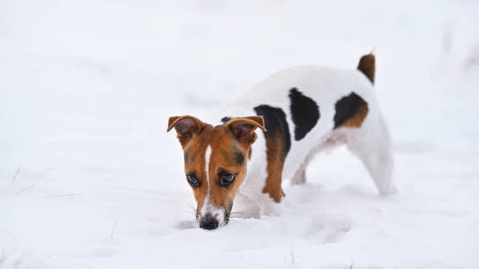 小杰克拉塞尔梗在雪地上行走，嗅着地面