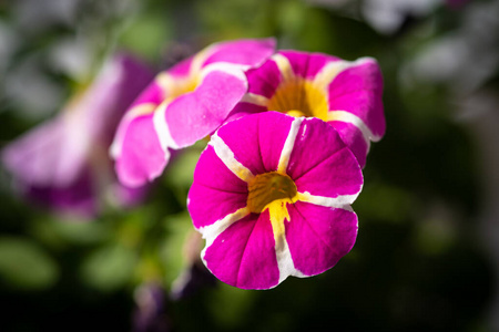 春天 颜色 花瓣 植物区系 园艺 盛开 生长 粉红色 花的