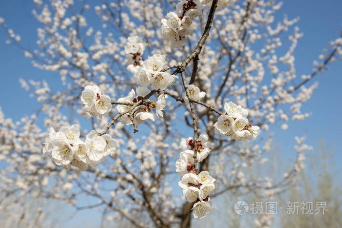 李子 公园 粉红色 春天 分支 开花 樱桃 植物 花园 太多了