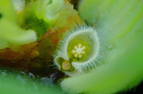 自然 环境 春天 树叶 夏天 生态学 植物 露水 水疗中心