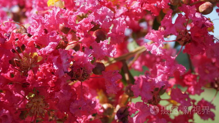 粉红色 自然 夏天 雄蕊 植物 颜色 美丽的 日本人 花瓣
