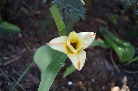 自然 花瓣 颜色 花园 花的 春天 夏天 植物 开花 特写镜头