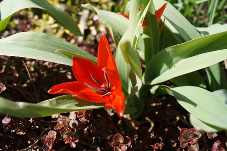 植物学 开花 自然 春天 美丽的 特写镜头 植物区系 颜色