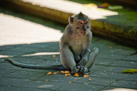 国家的 食物 可爱的 印度尼西亚 野生动物 猕猴 自然 有趣的
