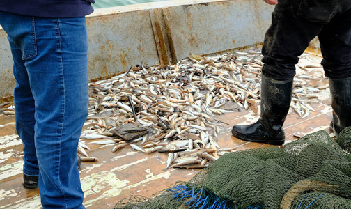 销售 美味的 鲭鱼 海鲜 烹饪 海洋 市场 食物 营养 自然