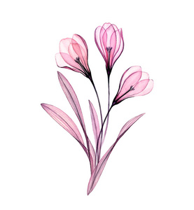 番红花植物图片