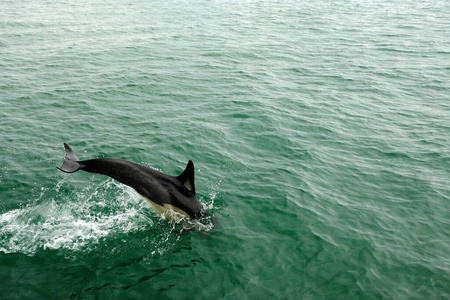 海的 海豚 动物 环境 海洋 自然 哺乳动物 猎物 钓鱼
